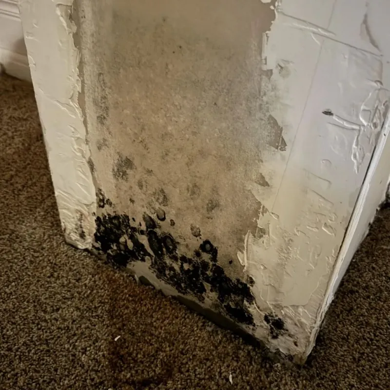 Professional Mold Removal in Greene County, GA